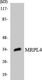 Western blot analysis of the lysates from HeLa cells using Anti-MRPL4 Antibody