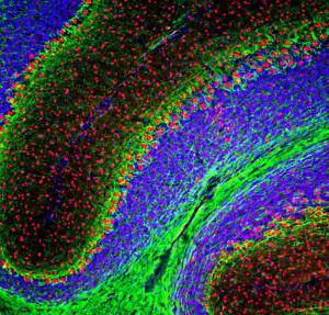 Immunofluorescent analysis of mouse cerebellum section stained with Anti-FOX2 Antibody (1:2,000 / red), and co-stained with Anti-NF-L Antibody (1:5,000 / green). The blue is Hoechst staining of nuclear DNA.