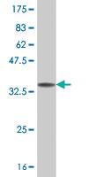 Anti-SPO11 Mouse Polyclonal Antibody