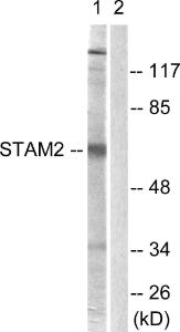 Anti-STAM2 antibody