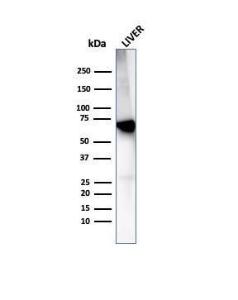 Antibody anti-albumin RALB6414 100 µg