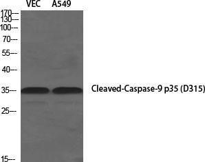 Western blot analysis of various cells using Anti-Caspase 9 (cleaved Asp315) Antibody