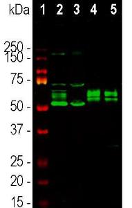 Western blot analysis of nuclear enriched fractions from different tissue and cells using Anti-FOX2 Antibody in green: [1] protein standard , [2] rat brain, [3] mouse brain, [4] HEK293, and [5] NIH-3T3 cells. The bands between 50kDa and 75kDa correspond to the FOX2 protein.