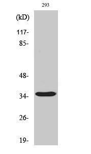 Western blot analysis of 293 cells using Anti-Caspase 9 (cleaved Asp315) Antibody