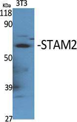 Anti-STAM2 antibody