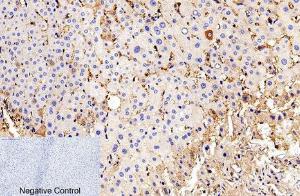 Immunohistochemical analysis of paraffin-embedded human liver tissue using Anti-Caspase 9 (cleaved Asp315) Antibody at 1:200 (4°C overnight) Negative control was secondary antibody only