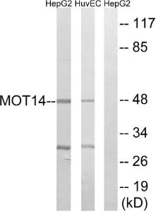 Western blot analysis of lysates from HUVEC and HepG2 cells using Anti-MOT14 Antibody. The right hand lane represents a negative control, where the Antibody is blocked by the immunising peptide