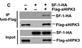 Anti-HIPK3 Rabbit Polyclonal Antibody