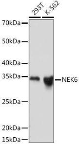 Antibody A305818-100 100 µl