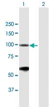 Anti-BRD2 Mouse Polyclonal Antibody