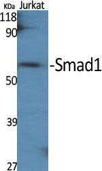 Anti-Smad1 antibody