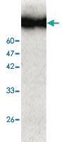 Anti-XRCC5 Mouse Monoclonal Antibody [clone: 6]