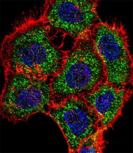 Anti-TSC22D2 Rabbit Polyclonal Antibody (PE (Phycoerythrin))