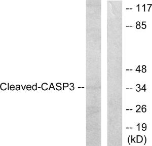 Anti-pro Caspase 3 Rabbit Polyclonal Antibody