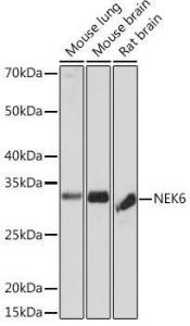 Antibody A305818-100 100 µl