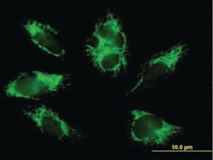 Anti-COX6B1 Mouse Polyclonal Antibody