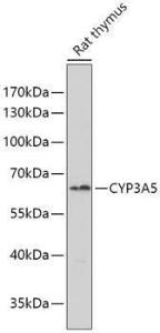 Anti-CYP3A5 Antibody (A10186)