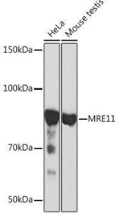 Western blot analysis of extracts of various cell lines, using Anti-Mre11 Antibody [ARC0931] (A308456) at 1:1,000 dilution