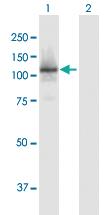 Anti-RBL1 Mouse Polyclonal Antibody