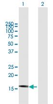 Anti-DNAJB3 Mouse Polyclonal Antibody