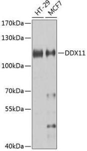 Anti-DDX11 antibody