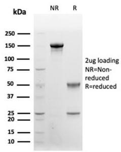 Antibody anti-CD48 CD484787 100 µg