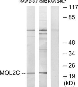 Anti-MOL2C antibody