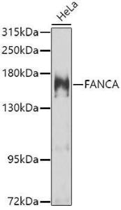 Antibody anti-FANCA 100 µl