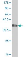 Anti-CACNA2D2 Mouse Polyclonal Antibody