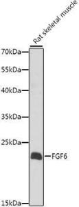 Western blot analysis of extracts of Rat skeletal muscle, using Anti-FGF6 Antibody (A10189) at 1:1,000 dilution The secondary antibody was Goat Anti-Rabbit IgG H&L Antibody (HRP) at 1:10,000 dilution Lysates/proteins were present at 25 µg per lane