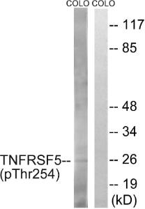 Western blot analysis of lysates from COLO205 cells treated with Insulin 0.01 U/ML 15' using Anti-TNFRSF5 (phospho Thr254) Antibody. The right hand lane represents a negative control, where the antibody is blocked by the immunising peptide