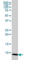 Anti-COX6B1 Mouse Monoclonal Antibody [clone: 5D3]