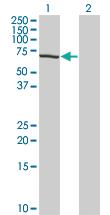 Anti-TESK2 Mouse Monoclonal Antibody [clone: 5C3]