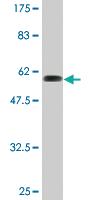 Anti-RBKS Mouse Monoclonal Antibody [clone: 3B4]