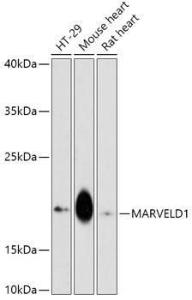 Western blot analysis of extracts of various cell lines, using Anti-MARVELD1 Antibody (A307512) at 1:1,000 dilution