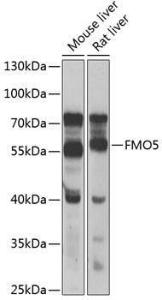 Anti-FMO5 Rabbit Polyclonal Antibody