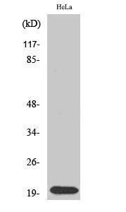 Western blot analysis of Jurkat cells using Anti-SFRS3 Antibody