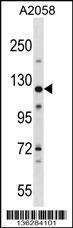 Anti-BAG6 Rabbit Polyclonal Antibody (HRP (Horseradish Peroxidase))