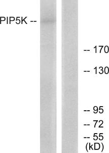 Antibody anti-PIP5K A97838-100 100 µg