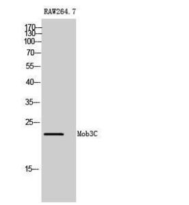 Anti-MOL2C antibody