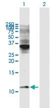 Anti-COX6C Mouse Polyclonal Antibody