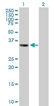 Anti-LSAMP Mouse Polyclonal Antibody