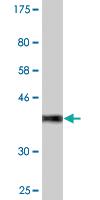 Anti-CACNA2D2 Mouse Monoclonal Antibody [clone: 4E3]