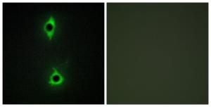 Antibody anti-PIP5K A97838-100 100 µg