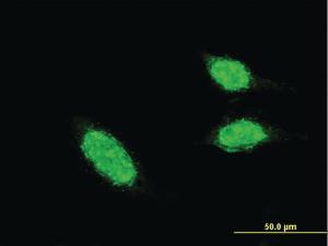 Anti-BLID Mouse Monoclonal Antibody [clone: 3F4]