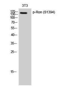 Western blot analysis of 3T3 cells using Anti-CD136 (phospho Ser1394) Antibody