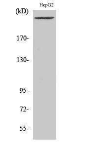 Antibody anti-PIP5K A97838-100 100 µg