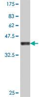 Anti-PNPLA2 Mouse Polyclonal Antibody