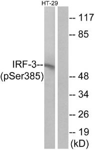 Western blot analysis of lysates from HT29 cells treated with INSULIN 001U/ML 15' using Anti-IRF-3 (phospho Ser385) Antibody The right hand lane represents a negative control, where the antibody is blocked by the immunising peptide