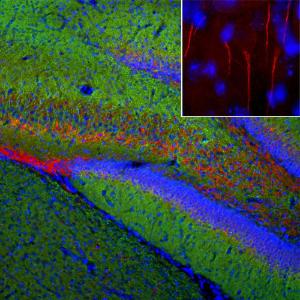 Immunofluorescent analysis of a rat brain section stained with Anti-Ankyrin 3 Antibody (1:1,000 / red) and co-stained with Anti-MAP2 Antibody (1:5,000 / green). The blue is Hoechst staining of nuclear DNA.